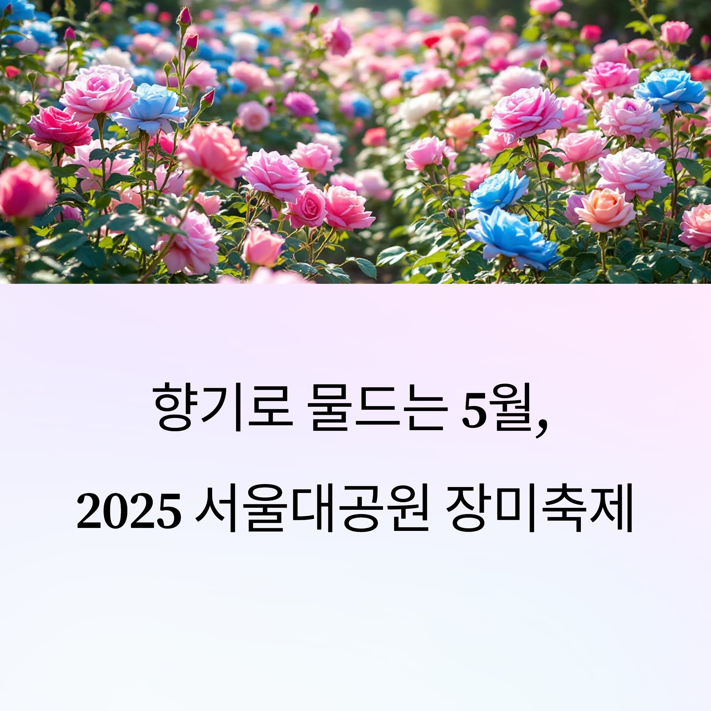 향기로 물드는 5월, 2024 서울대공원 장미축제 완벽 가이드