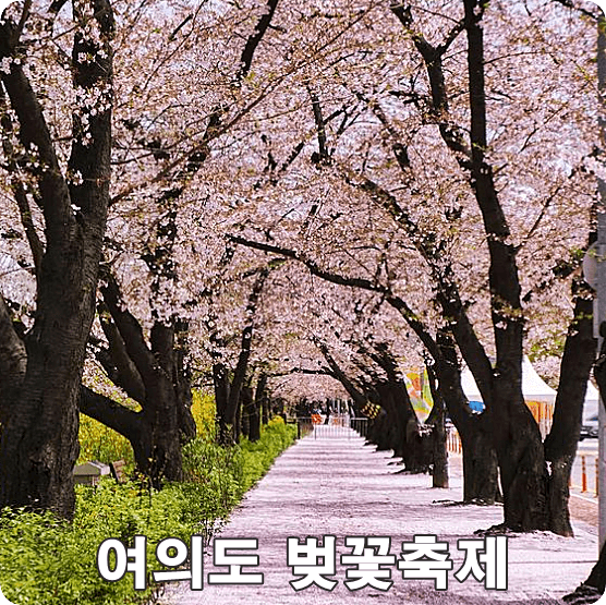 영등포 여의도 벚꽃축제