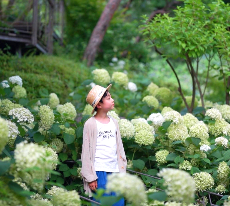 화담숲 수국축제