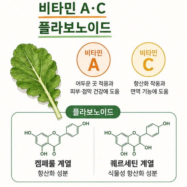 열무의 비타민 A와 비타민 C 및 켐페롤과 퀘르세틴 계열 플라보노이드 성분을 설명한 이미지
