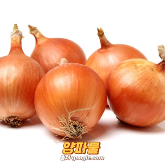 양파물