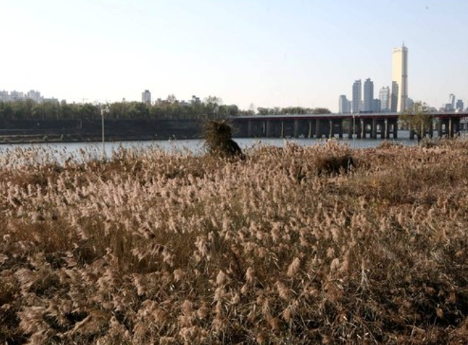여의도 불꽃축제
