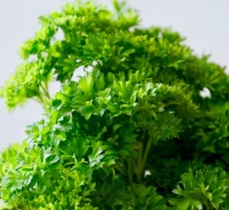 파슬리의 효능 부작용 먹는법 고르는법