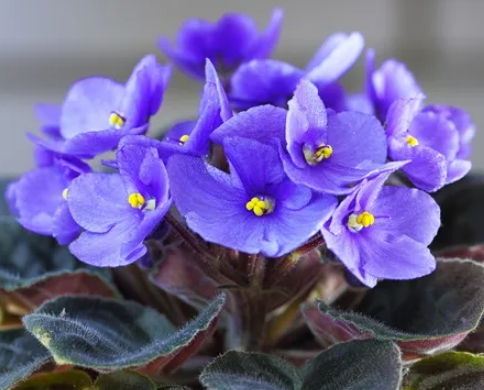 겨울 꽃 세인트폴리아