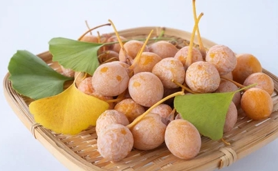 가을에 피는 꽃 은행나무-열매