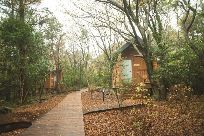 치유의 숲 모습