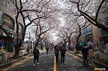  제주 왕벚꽃 축제일정 