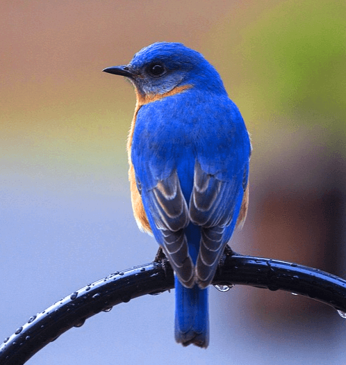 작고 오동통한 파랑새 한 마리가 앉아있는 뒷모습으로 얼굴은 왼쪽을 향한다.