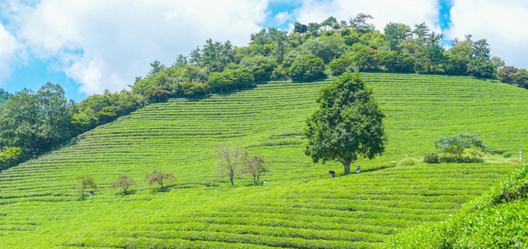 보성 녹차밭