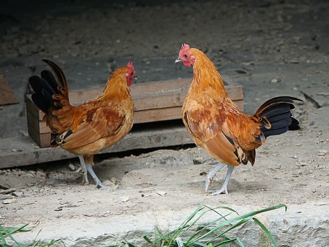 닭도 공감한다? 감정 읽고 반응하는 닭의 사회성