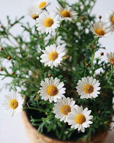 데이지 화분