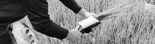 잎 길이 10cm 전후일 때 웃거름