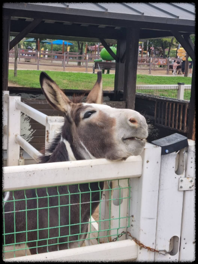 안성팜랜드 핑크뮬리,코스모스 가을 사진여행 추천합니다.