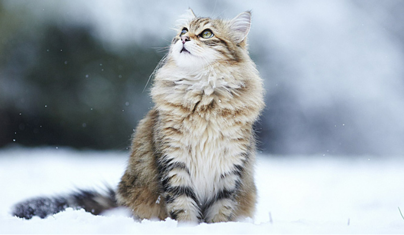 시베리안 고양이