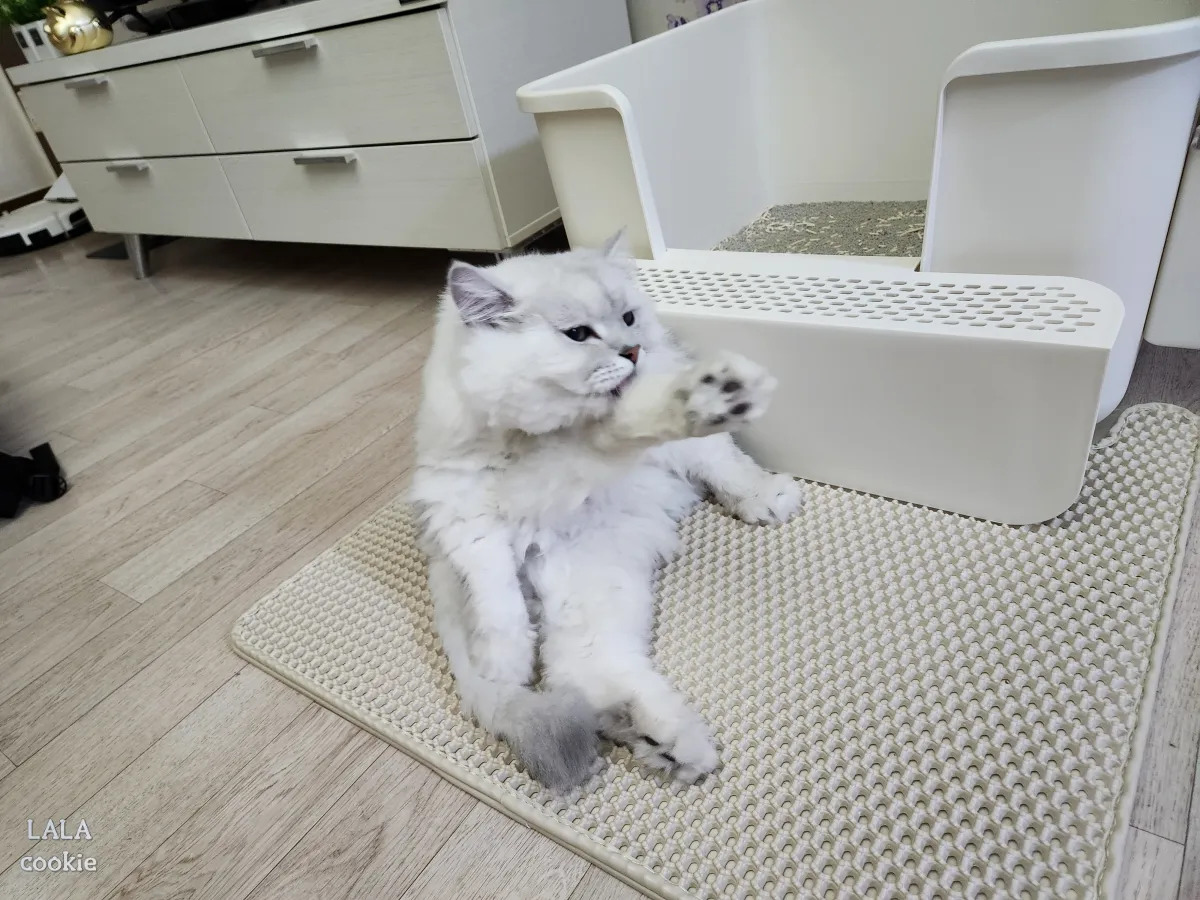 고양이-모래-매트-추천-모래-매트-위에서-그루밍하는-고양이