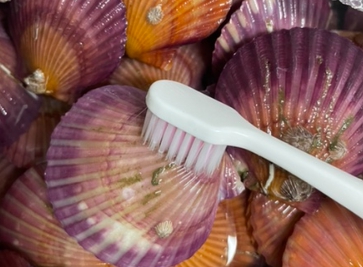 칫솔로 홍가리비 표면을 손질하는 사진입니다.