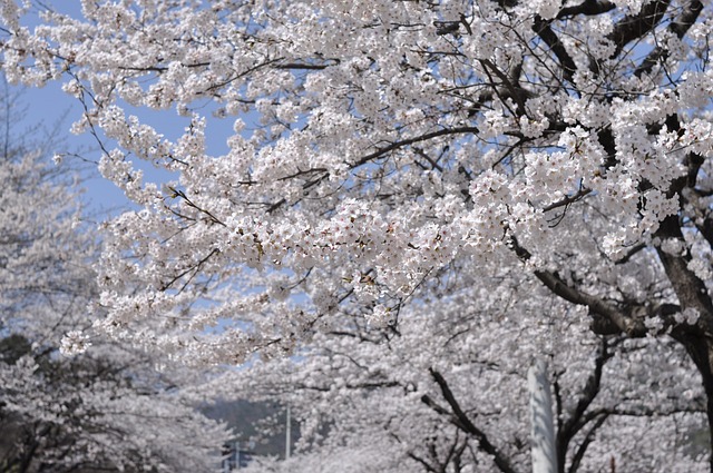 벚꽃 개화시기 2024