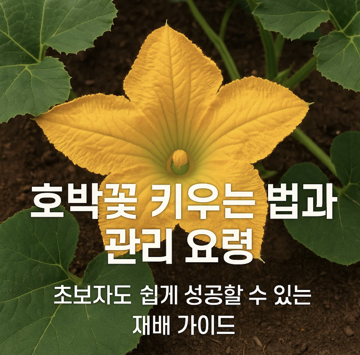 호박꽃 키우는 법과 관리 요령, 초보자도 쉽게 성공할 수 있는 재배 가이드