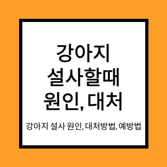 강아지 설사할때