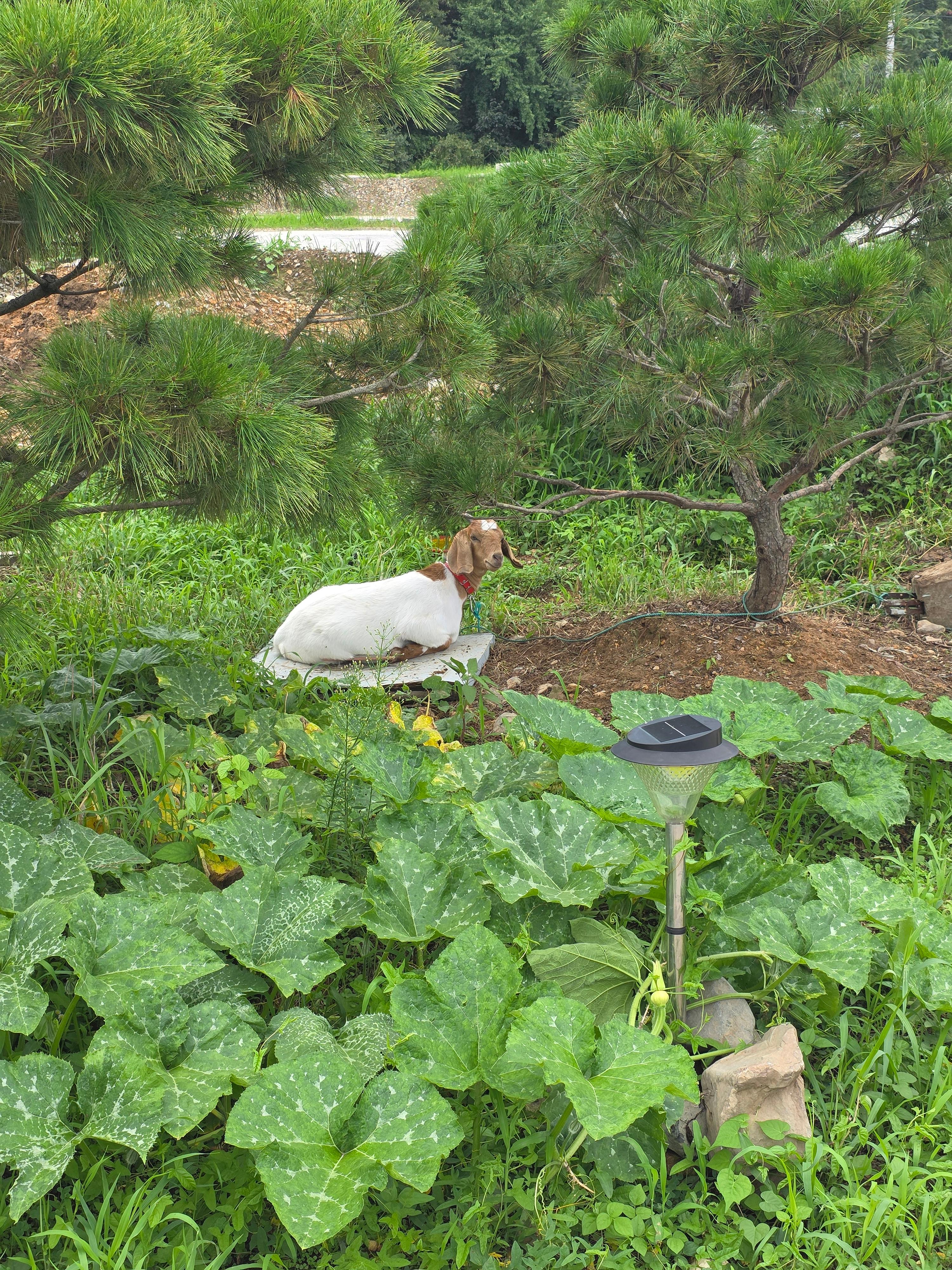 펜션에 있는 염소