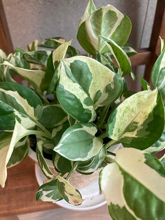 엔조이스킨답서스