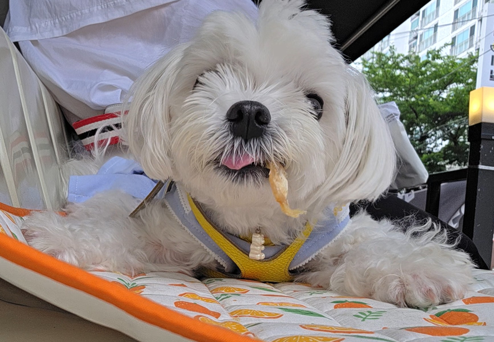 카페에서 라떼의 간식 먹방