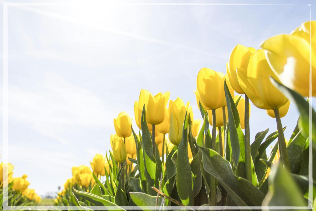 9월 11일 12띠 별자리 운세 완벽분석_3 원숭이띠&amp;#44;닭띠&amp;#44; 개띠&amp;#44; 돼지띠