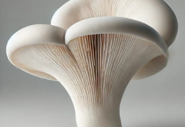 버섯 종류 : 느타리버섯