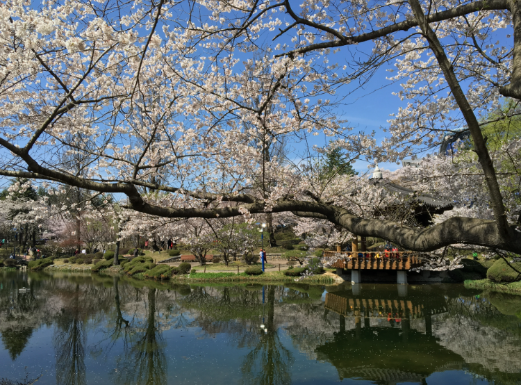 경주 보문단지 벚꽃길