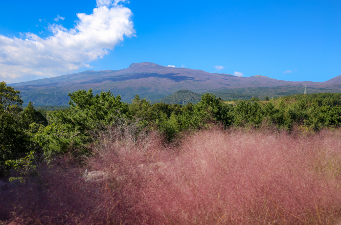 휴애리 핑크뮬리1
