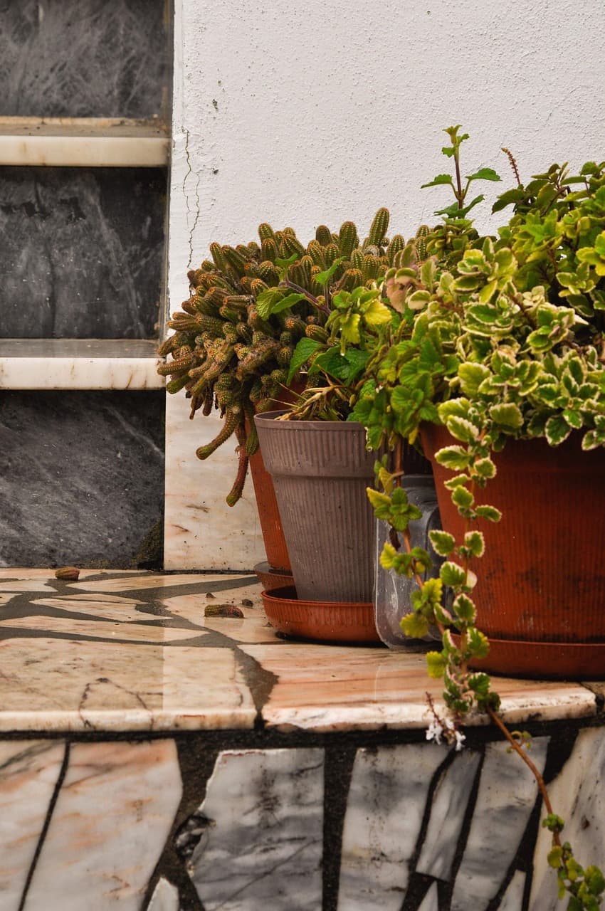 작은 집 인테리어에 어울리는 반려식물 7가지 추천