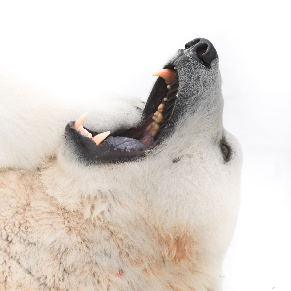 동물