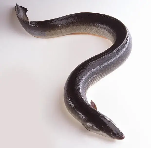 5월제철해산물