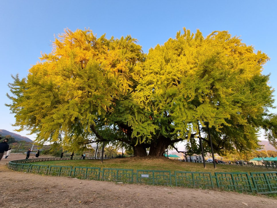 반계리 은행나무2