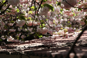 제주겹벚꽃 #제주여행 #제주봄꽃명소 #제주도겹벚꽃 #제주사진맛집 #4월제주여행 #겹벚꽃명소 #제주시겹벚꽃 #서귀포겹벚꽃 #제주봄여행추천