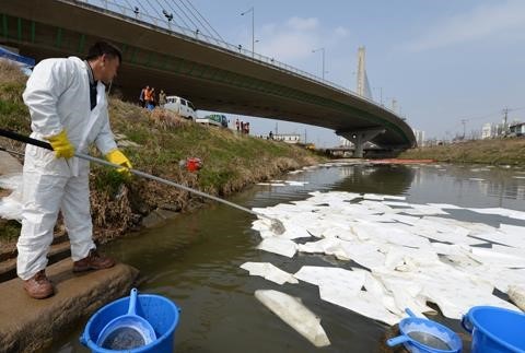 수질사고 발생에 따른 인근 하천이 오염되어 방제작업을 실시하고 있는 사진