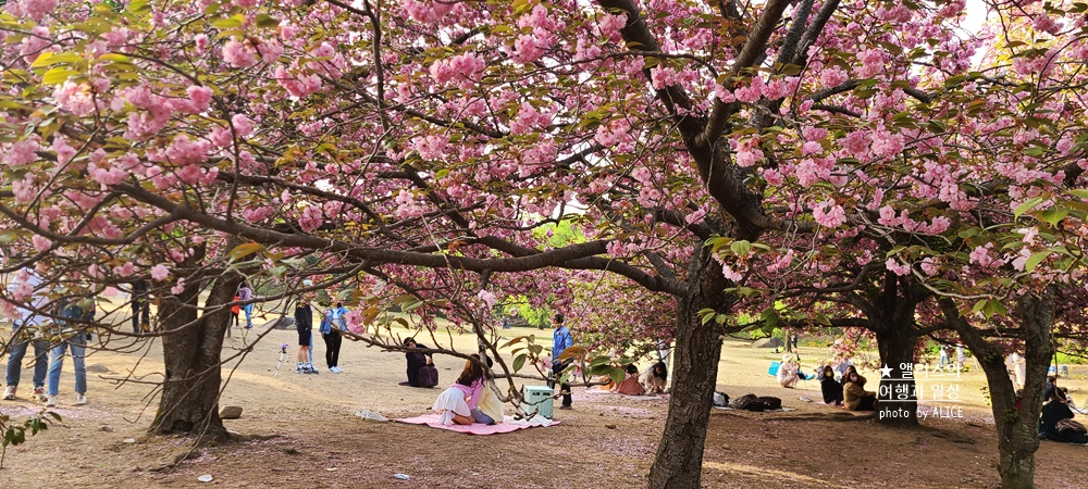경주 불국사 겹벚꽃 위치, 명소 왕벚꽃 개화시기 (지금 만개), 주차정보