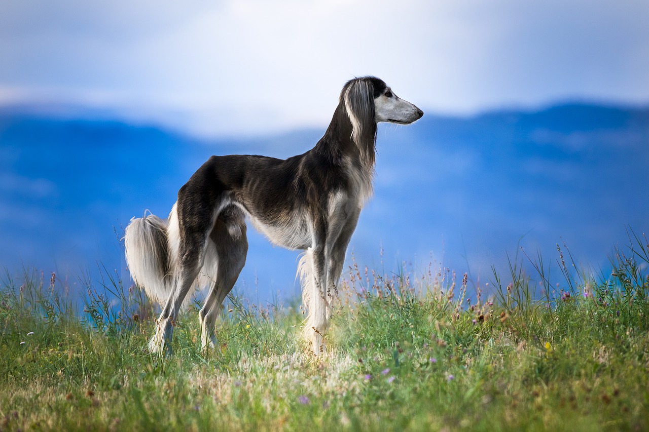 살루키(Saluki)2