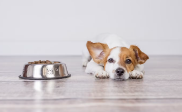 견종별이나 기능성 개 사료가 개의 건강에 더 좋다.