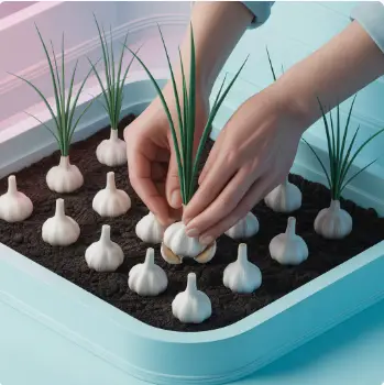 마늘 심는 이미지