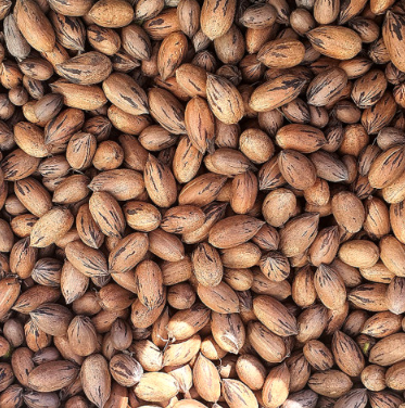 고흥석류피칸농장 피칸