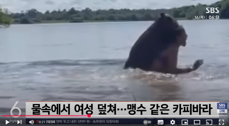 카피바라의 반전 모습