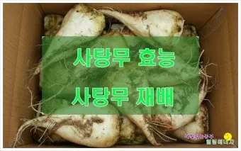 사탕무 재배 봄 파종 당도 관리 수확 보관_6