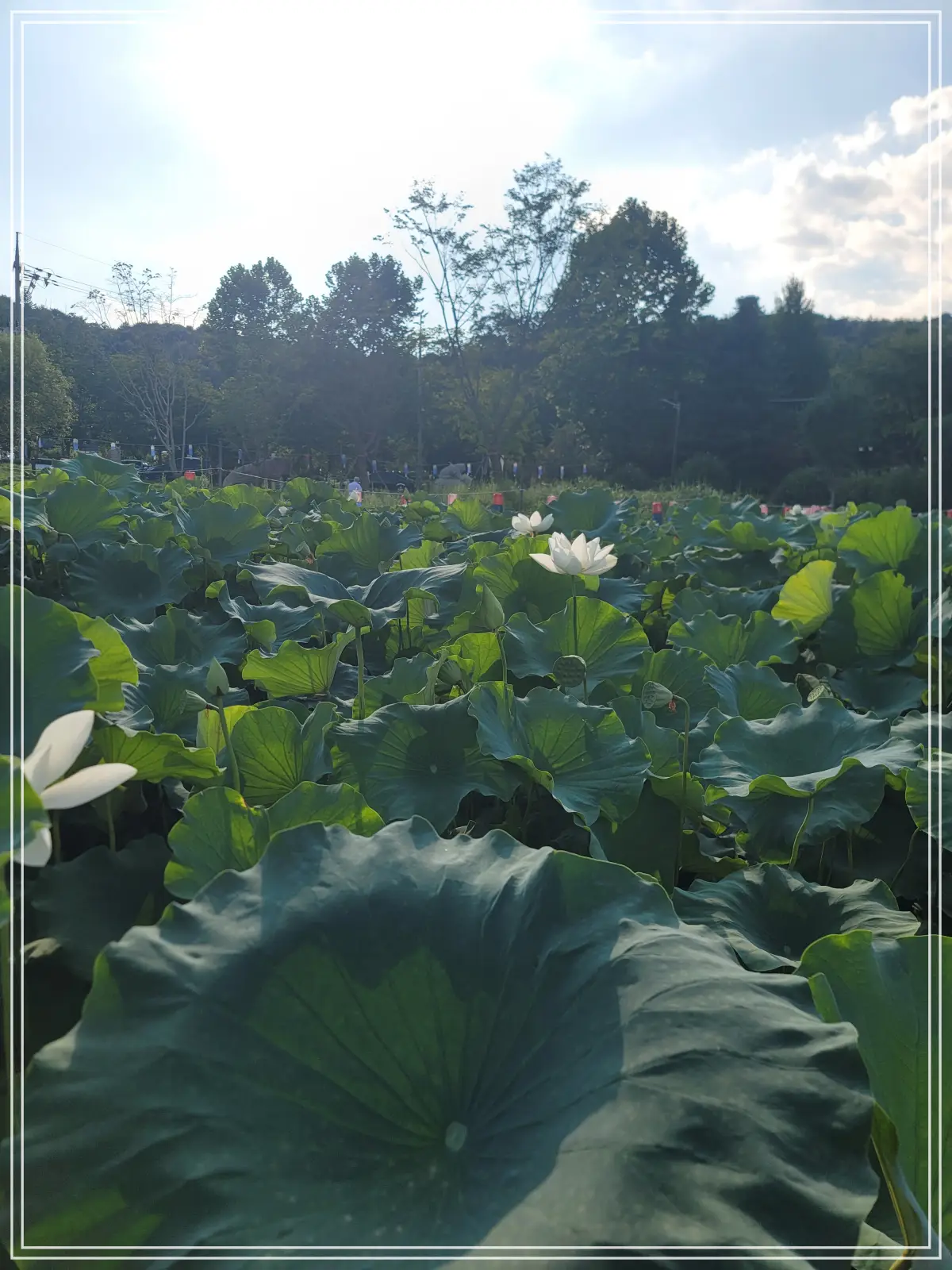 봉선사-연꽃축제-20250810_172436