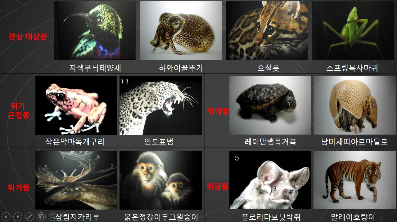 멸종 위기 동물 증가 원인과 환경 문제 분석_6