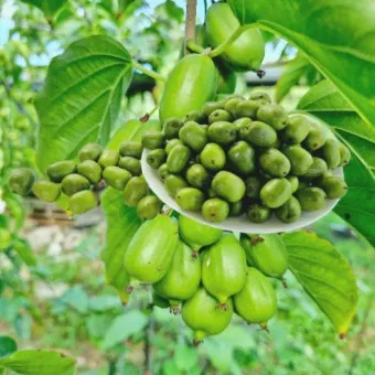 다래 재배 수분수 배치 덩굴 유인 겨울 보호_8