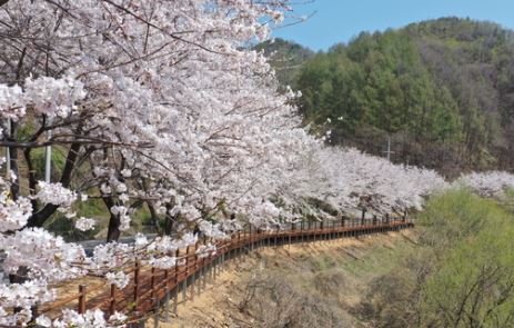 평창 벚꽃