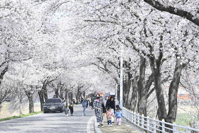 대구 벚꽃 피크닉 명소 베스트 추천 BEST 05
