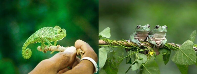 왼쪽은 파충류로 녹색의 손가락크기위 작은 도마뱀이 오른손으로 쥐고있는 막대기 위해 서서 붙어있는 모습이며 오른쪽은 양서류로 덤풀이 감겨있는 나무가지 위에 녹색의 개구리 2마리가 옆으로 가지런히 붙어있는 모습의 사진