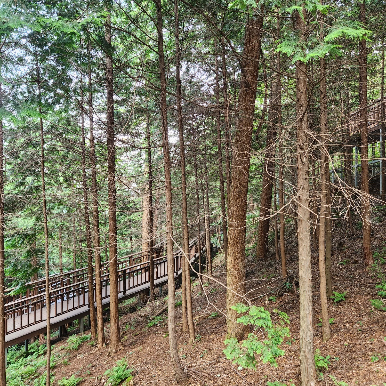 장성 치유의숲 윗 자락 데크길